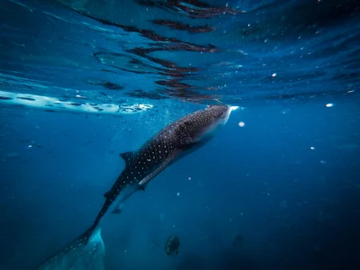Китові акули - неймовірні створіння - фото 607838