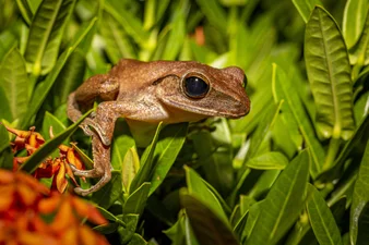Виявляється, що жаби вміють видавати захисний ультразвук, але людина його не чує – вчені