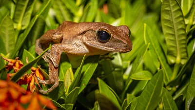 Виявляється, що жаби вміють видавати захисний ультразвук, але людина його не чує – вчені