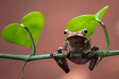 Лягушки умеют издавать защитный ультразвук, но человек его не слышит – ученые - фото 607929
