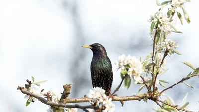 Це неймовірно: в Англії птах навчився імітувати звук сирени поліцейської машини – відео