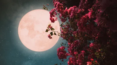 Повний рожевий місяць 23 квітня 2024 року - що варто зробити - фото 609790