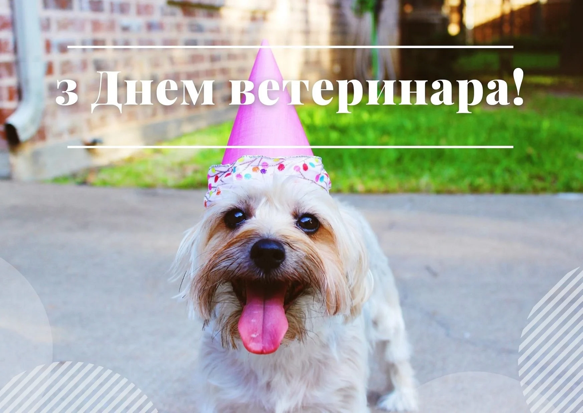 Вітання з Днем ветеринара в картинках - фото 610417