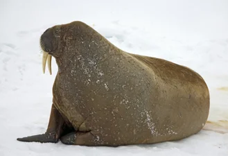 Туриста оштрафували на тисячу доларів за те, що він потурбував моржа