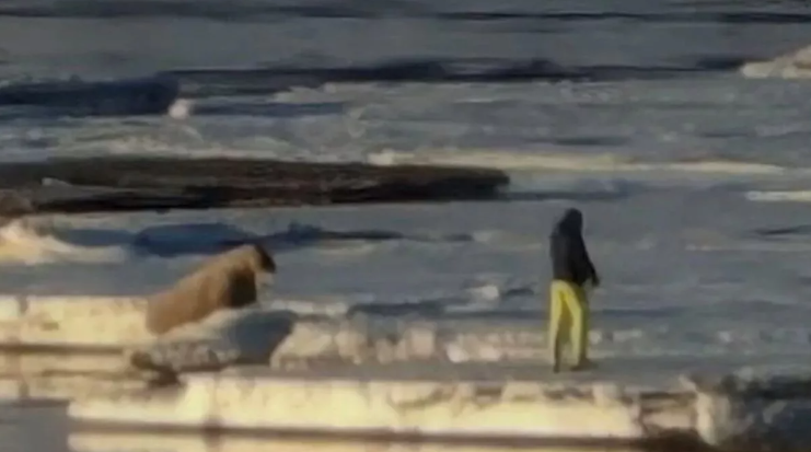 Турист занадто близько підійшов до моржа - 610730 Турист занадто близько підійшов до моржа - фото 610730