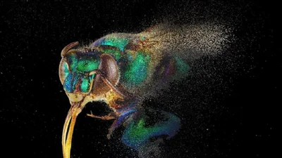 На выставке в Ливерпуле показали фото пчел крупным планом: это впечатляет