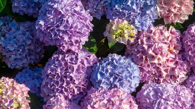 Когда сажать гортензию и как о ней заботиться