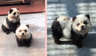 Китайський зоопарк розфарбував собак у чорний та білий кольори, щоб видавати їх за панд