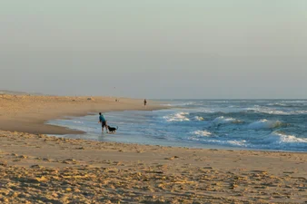 Собачница нашла на британском пляже загадочное существо: сеть думает, что это