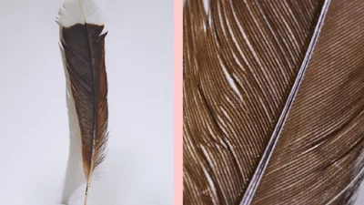 На аукционе продали единственное перо вымершей птицы за 29 тысяч долларов