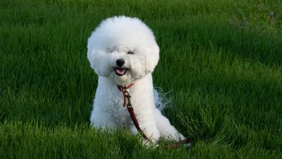 Солнечный нрав: 5 самых счастливых пород собак