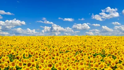 Надихаючі цитати про найтеплішу пору року - літо 2024