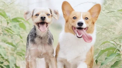 Оригінальні клички для собак