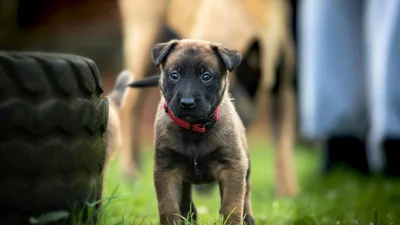 Как отучить щенка кусаться