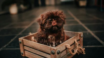 Китаянка приобрела милого щенка, который оказался вовсе не собакой