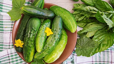 Чому огірки жовтіють і як цього уникнути