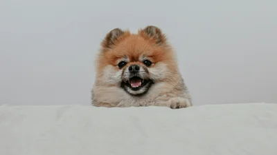 Померанський шпиць розвеселив мережу своїм плесканням у ванні