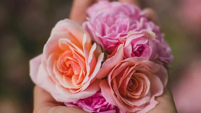 Соль, мыло и другие простые способы заставить розы цвести в течение всего лета