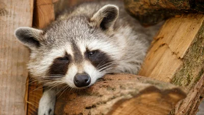 Єнот намагався налякати оленя - фінал історії виявився надзвичайно смішним