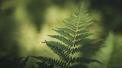 Со Святой Троицей: торжественные картинки-поздравления к великому празднику