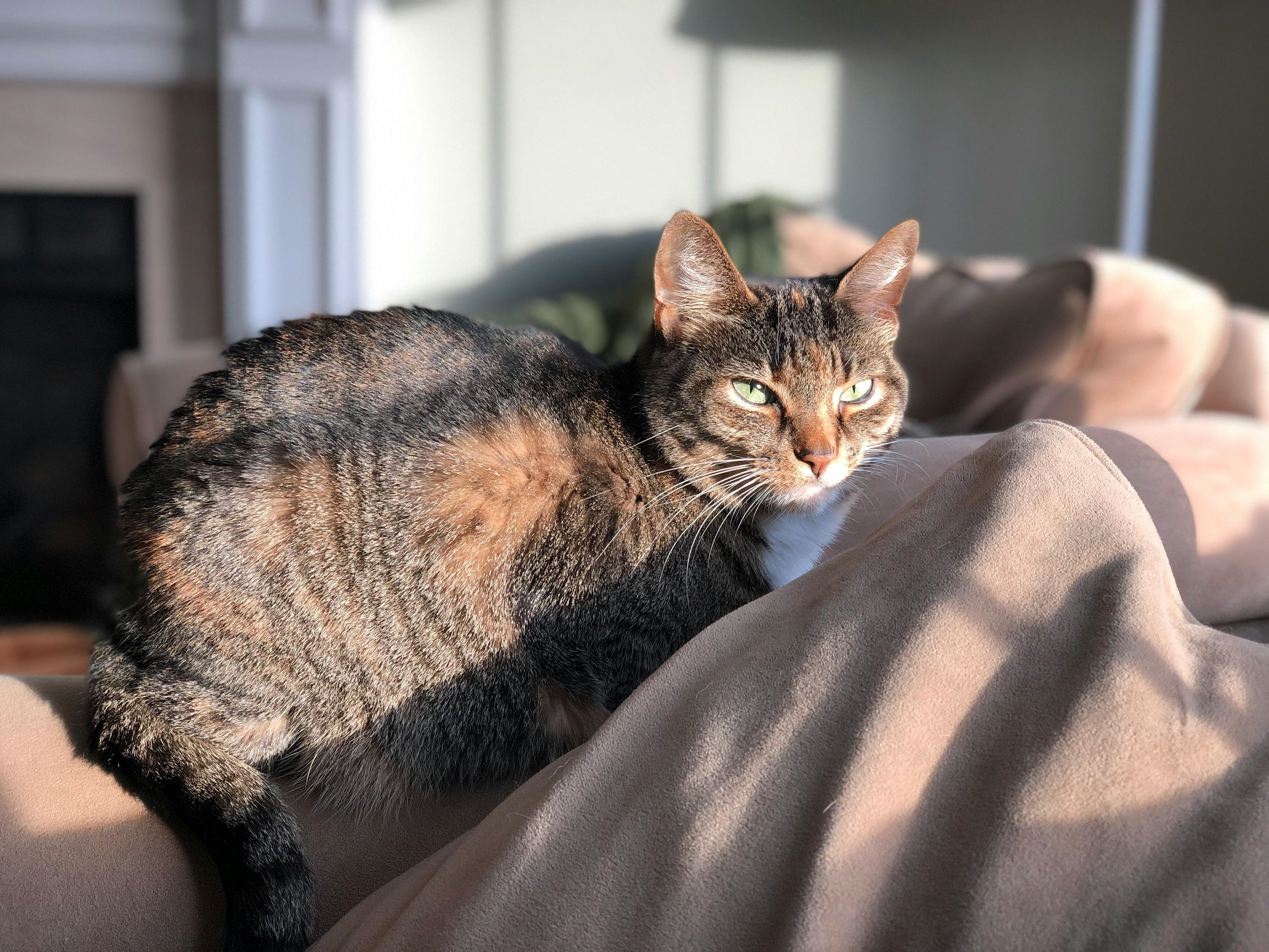 Котика треба привчити до кігтеточки - фото 620249