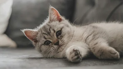 Ні, це не через шкідливість: чому коти замість кігтеточки використовують диван