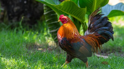 Американці врятували півня - тепер він живе у них у квартирі і займається йогою