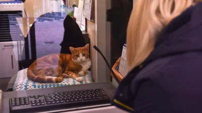 Британський кіт отримав серйозну офіційну посаду