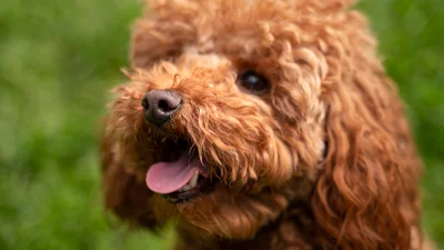 Мальтіпу: все, що ти хотіла знати про втілення милоти