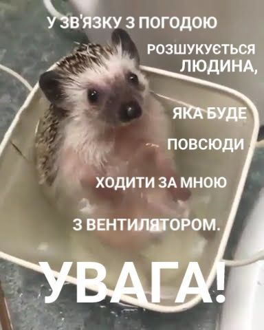 Меми про літню спеку, від якої не сховатися навіть у тіні - 621423 Меми про літню спеку, від якої не сховатися навіть у тіні - фото 621423