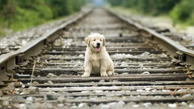 Перевезення котиків і собачок у потязі: що може змінитися