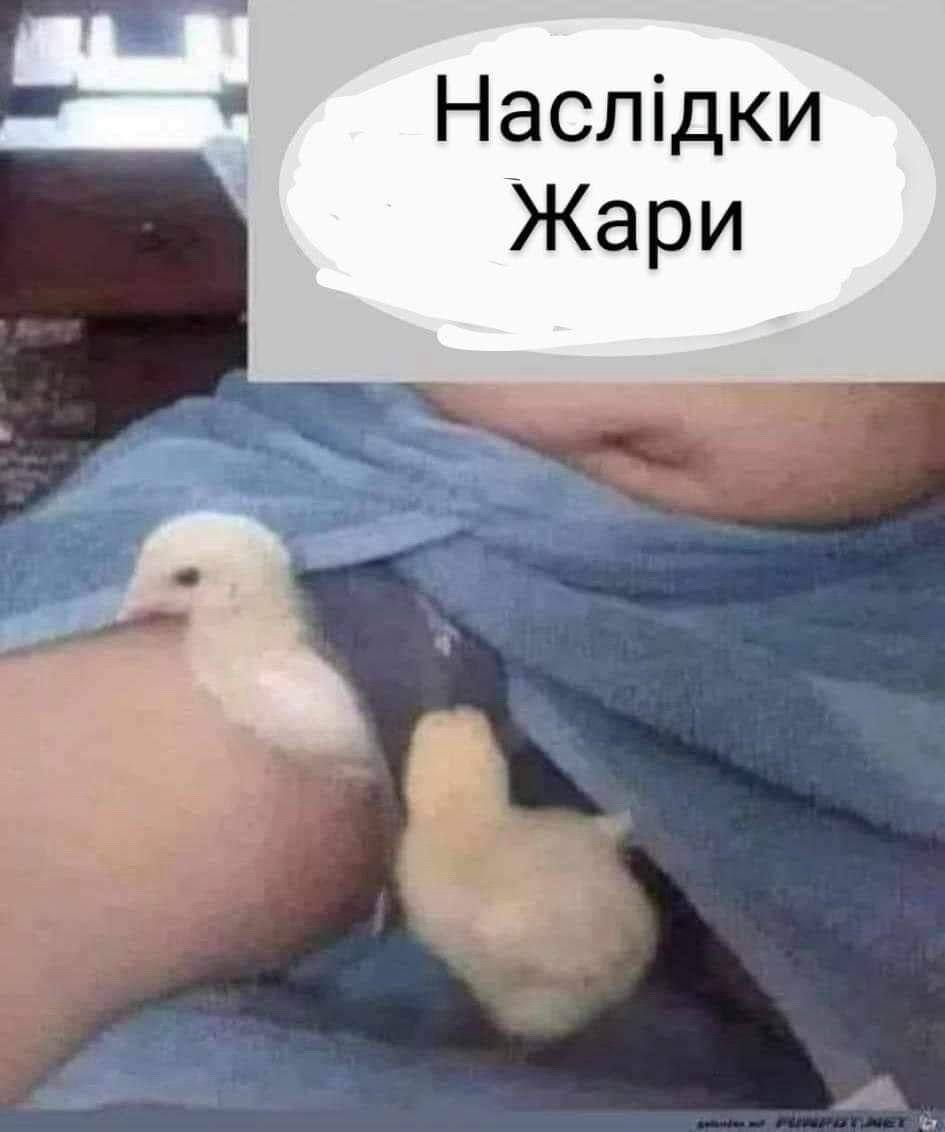 Спека в Україні продовжується, і ось нові меми про аномальну жару - 623510 Спека в Україні продовжується, і ось нові меми про аномальну жару - фото 623510