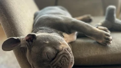 "Кохання з першого погляду": Алан Бадоєв показав нового вухатого члена родини