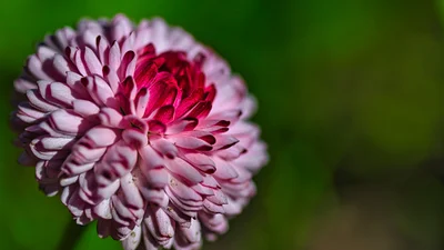 Поздравления с Днем ангела Маргариты 2025, которые порадуют женщин с красивым именем