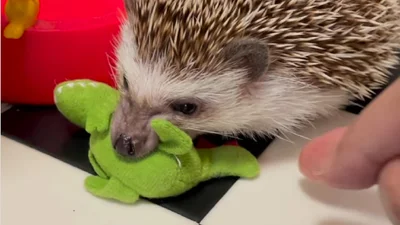 Що їжачок виробляє з іграшками: у мережі з'явилось дуже кумедне відео