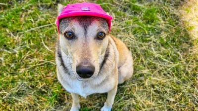 Зірки СТБ розповіли, як вберігають своїх домашніх улюбленців від аномальної спеки