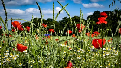 Какие существуют народные приметы на лето