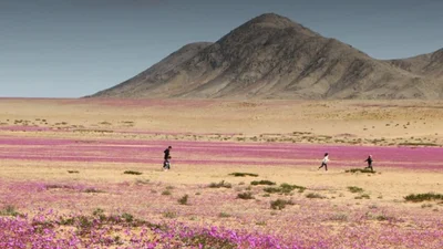 Вперше за 10 років: в найсухішій пустелі світу розквітли квіти