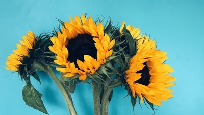 Зворушливі привітання в прозі й листівках до Дня ангела Володимира 2024