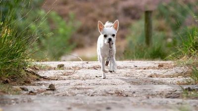 У США родина возз'єдналась зі своїм песиком через 9 років після його зникнення