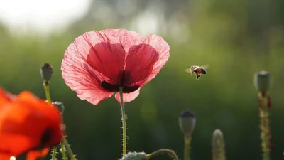 Праздник Маковея 2024: лучшие поздравления в прозе, стихах и картинках