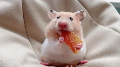 Поллі в ресторані: мережу підкорило відео зі сніданком хом'ячка