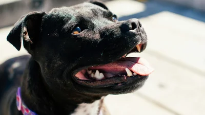 Зворушливо до сліз: стафф понад півгодини рятував свого друга-шпіца з басейну