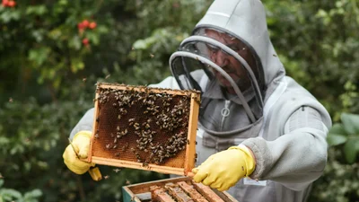 Солодке свято: найкращі привітання з Днем пасічника у картинках і прозі