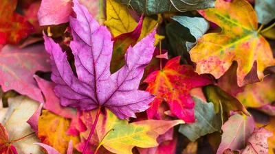 Барвисті привітання з першим днем осені у картинках