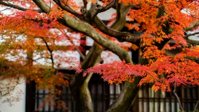 5 країн, які найкраще відвідати восени: неймовірні пейзажі можна побачити саме у цю пору року
