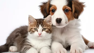 Кот или собака: кто больше подойдет именно тебе