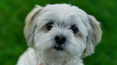 Сможет только очень внимательный человек: найди на рисунке собачку