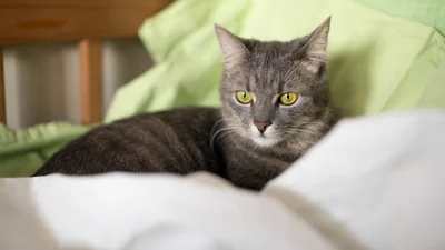 В Шотландии кот вернулся в семью после семи лет исчезновения: что произошло