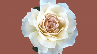 Полюємо на русизми-хамелеони: що таке "рожа"